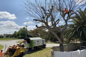 Tree pruning Perth