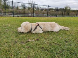 dog friendly parks in perth Newhaven Dog Park