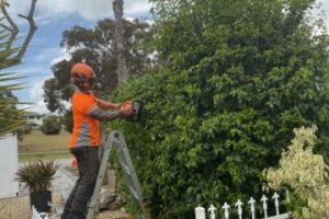 Hedge trimming Perth