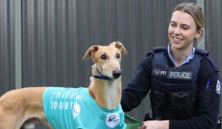 Greyhounds give WA police officers paws to rest and recharge