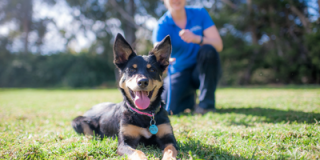 dog hotels perth Dog Boarding Kennels Perth - West Coast Pet Care