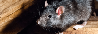 fumigation companies in perth Rats Pest Control Perth
