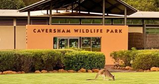kangaroo perth Caversham Wildlife Park