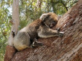 Yanchep National Park Koala