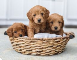 puppies for sale perth Mount Lawley Pets & Puppies