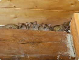 pest control shops in perth Rats Pest Control Perth