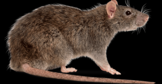 pest control stores perth Rats Pest Control Perth