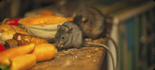 fumigation companies in perth Rats Pest Control Perth