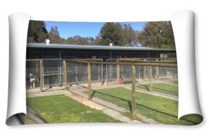 dog boarding kennels in perth The Paw House Boarding Kennels